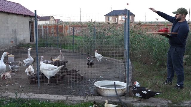 Самый бюджетный Деликатес в мире 50₽ ! Бараньи Головы смотреть онлайн