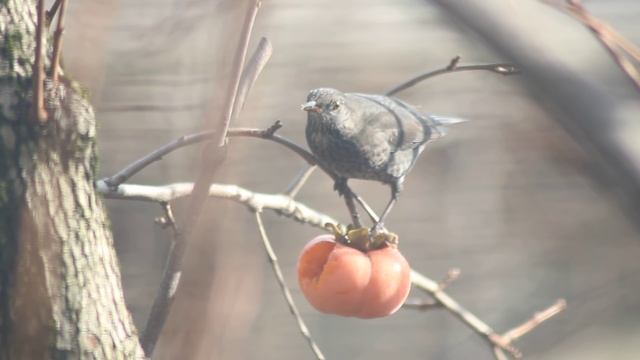Хурма и птицы . смотреть онлайн