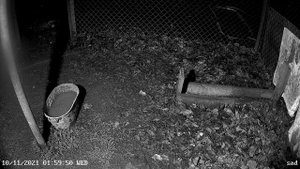 Куница в деле. Куница ворует яйца.