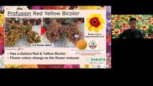 Sakata cultivars evaluated at Gardens by the Bay 2021