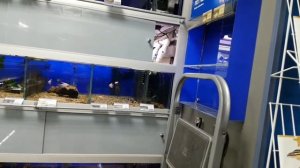 Аквариумный салон-магазин "Акватория"