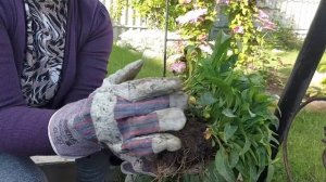 Размножение многолетней астры весной! Самый простой способ