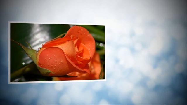 Цветы в утренней росе. смотреть онлайн