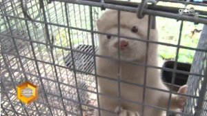 Сделано на Ставрополье. Пушной бренд