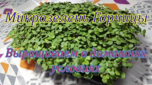Как вырастить микрозелень белой горчицы в домашних условиях?