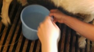 Дойка коз доильным аппаратом.