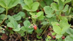 ВКУСНЫЙ САД: СЕКРЕТЫ ВЫРАЩИВАНИЯ КЛУБНИКИ. Дачные советы от Антонины Лесик