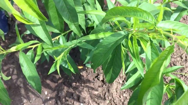 ЛЕТНЯЯ ОБРЕЗКА ПЕРСИКА в год посадки!!!Результат обработки от хлороза!!! смотреть онлайн