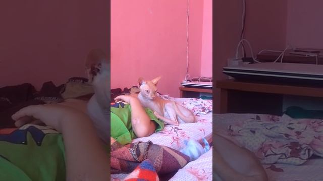 сфинксы любящие и ласковые с детьми.