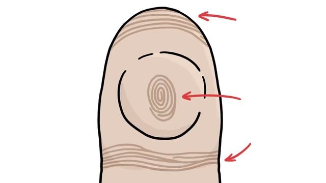 Почему ваши отпечатки уникальны? [MinuteEarth] смотреть онлайн