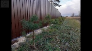 Живая изгородь из сосны. Два года. Первая стрижка.