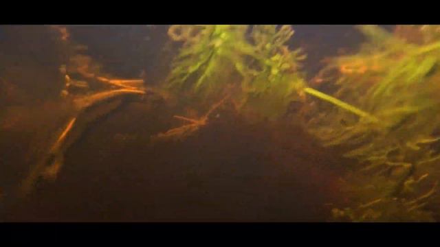 МУЗЫКА РУЧЬЯ смотреть онлайн