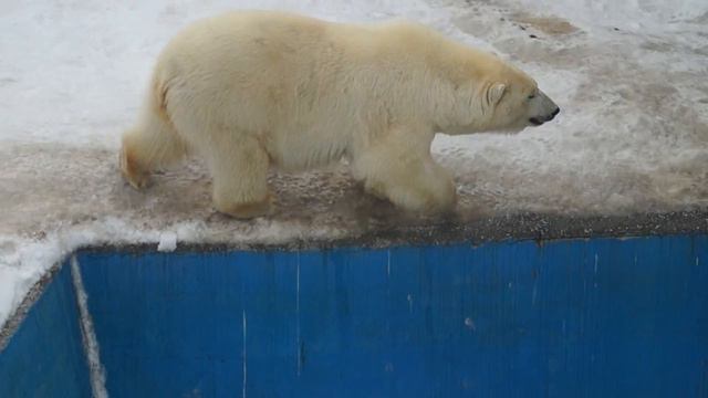 Белый медведь танцует как Джексон / Polar bear dancing like Jackson