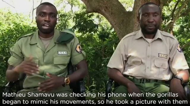 Gorilla Selfie! Park Ranger's Pic With Two Orphaned Gorillas