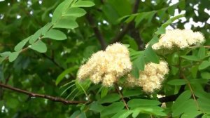 Ой, рябина, рябинушка