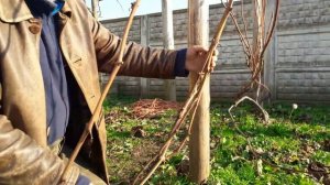 Как обрезать и укрыть виноград на зиму. Ч2: укрывные сорта