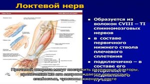 Локтевой нерв и его патологии