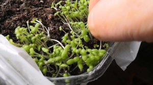 Хрустальная ромашка пересадка 1