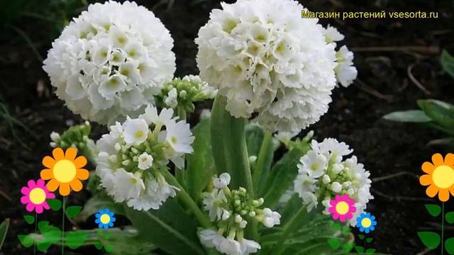 Примула мелкозубчатая Альба. Краткий обзор, описание характеристик primula denticulata Alba смотреть онлайн