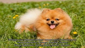 Клички для маленьких собак мальчиков и девочек