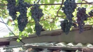 Лучший виноград 2015  "Кубань", см.также Поместье Николая - сад