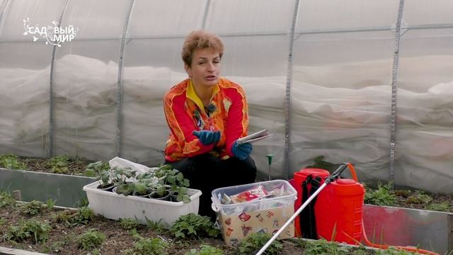 Внимание! На рассаде клещ. Что делать, если листья тускнеют, сохнут.ю опадают... смотреть онлайн