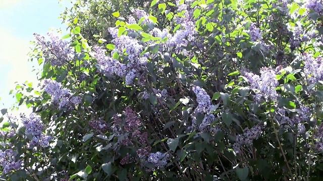 Сирень.Фон FULL HD смотреть онлайн