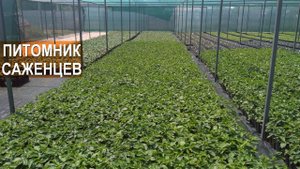 Выращивание саженцев ежевики. Ягодный питомник Планта. Крым