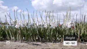 GLADIOLUS - FLEVO ESKIMO