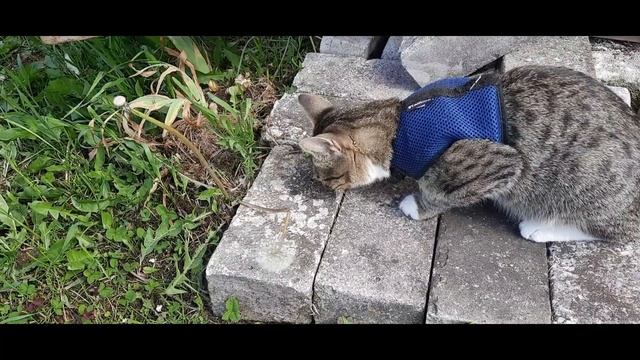 Кто это там с ревизией на даче смотреть онлайн