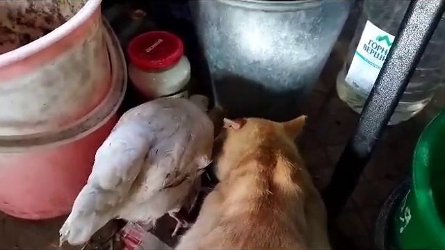 Ужин отдать врагу? У меня нет врагов 😀 смотреть онлайн