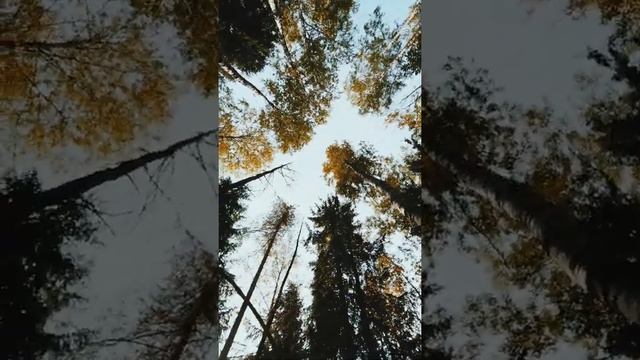 Поездка за грибами смотреть онлайн