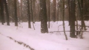 Охота на зайца с гончими. Ох и дался ж нам этот хитёр.#охотасгончими#охотаназайца#заяц#