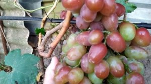 Обзор средних и поздних сортов винограда.