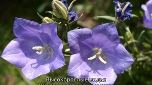 Многолетние цветы колокольчики