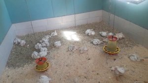 строим мини ферму для бройлеров  и будущих перепелов.