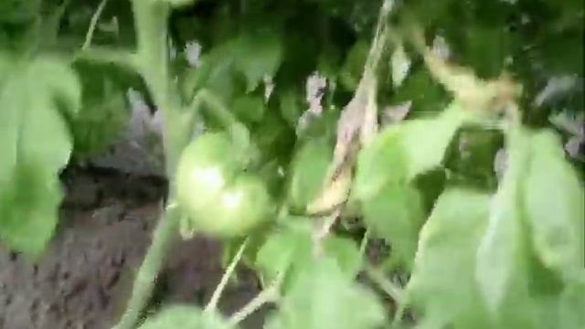 11. Помидор чириши (серая гнил)хакида смотреть онлайн