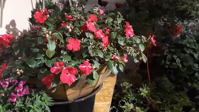 Все красивые Цветы занес в дом на зиму??? смотреть онлайн