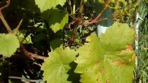 ВИНОГРАД , БОЛЕЗНЬ ГРЕБНЕЙ, ОСЫПАНИЕ, СЕРАЯ ГНИЛЬ.