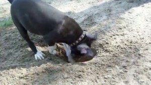 Стаффорд 3 месяца) первый раз на природе