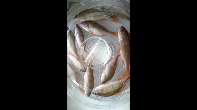 Как солить и сушить окуня, карася, плотву не потрошеных