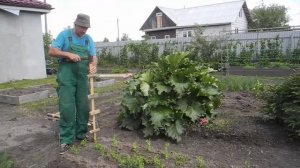 Как вырастить крупный и сладкий горох 2