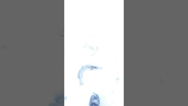 Озеро зайсан казахстан смотреть онлайн