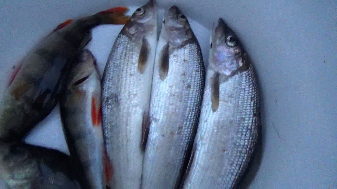 ХАРИУС НА МУШКУ \ ВЕЧЕРНЯЯ РЫБАЛКА С СЫНОМ