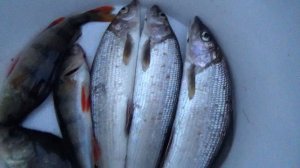 ХАРИУС НА МУШКУ \ ВЕЧЕРНЯЯ РЫБАЛКА С СЫНОМ