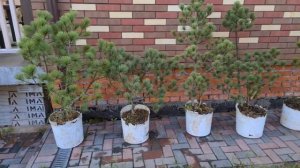 Сосны румелийские