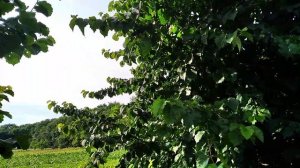 МЕДВЕЖИЙ орех.Форма дерева с поздней вегитацией.