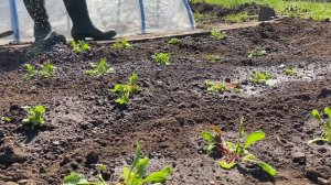 Planting my Potatoes, Spinach & Chard