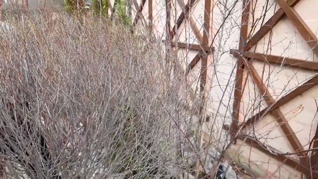 Красивые растения для композиций .Самые неприхотливые и декоративные.Дача.Сад.Ландшафтный дизайн.