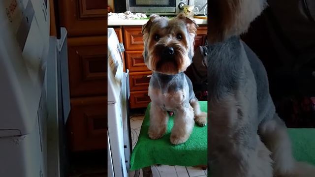 стрижка-йорк-видео-с-эффэктами-тик-ток-6(1) смотреть онлайн